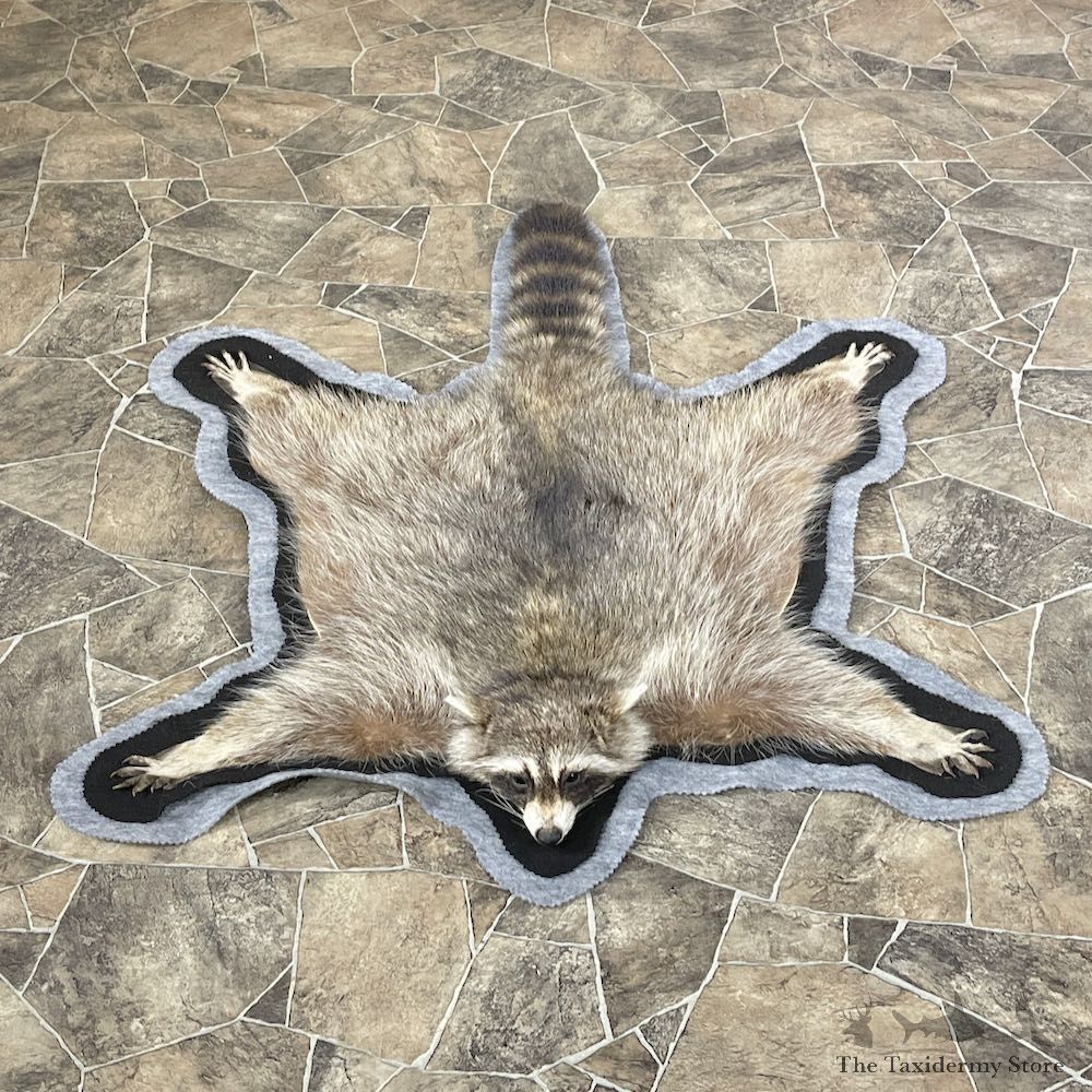 Raccoon Full-Size Rug Mount For Sale #26293 @ The Taxidermy Store