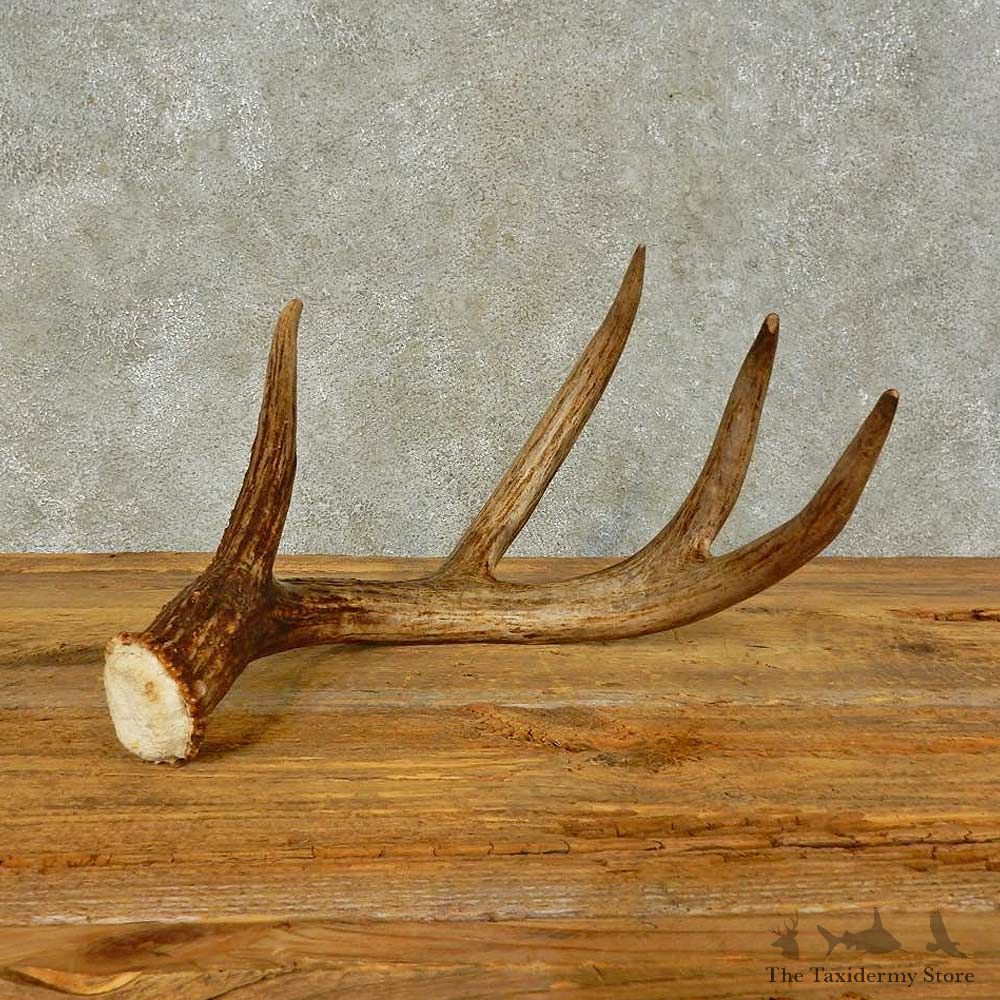 Whitetail Deer Antler Shed For Sale #16436 @ The Taxidermy Store