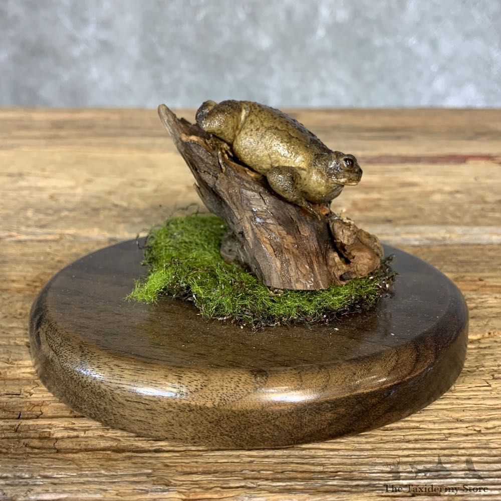 American Toad Taxidermy Mount For Sale #21374 @ The Taxidermy Store