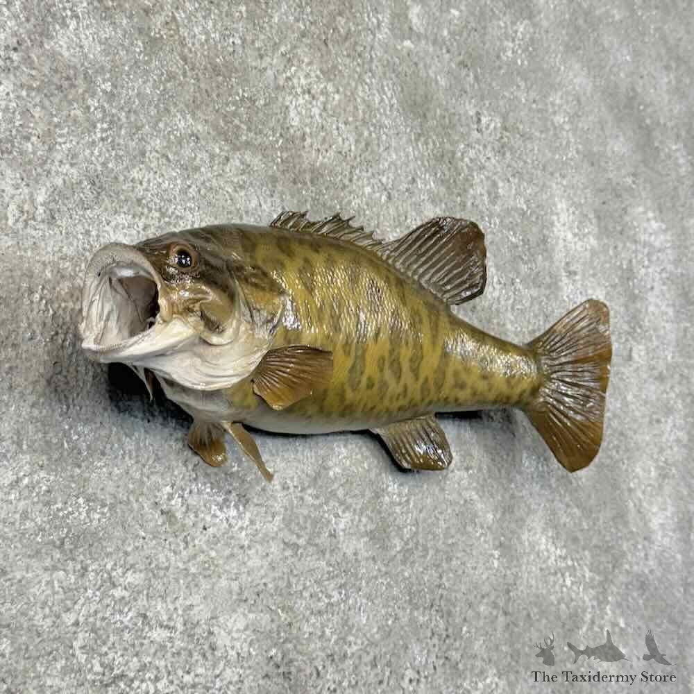 Smallmouth Bass Fish Mount For Sale #30460 @ The Taxidermy Store