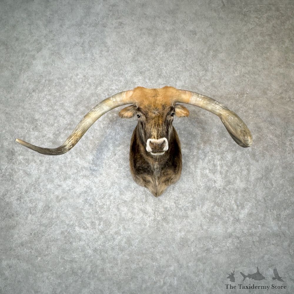 Longhorn Steer Shoulder Mount For Sale #30144 @ The Taxidermy Store