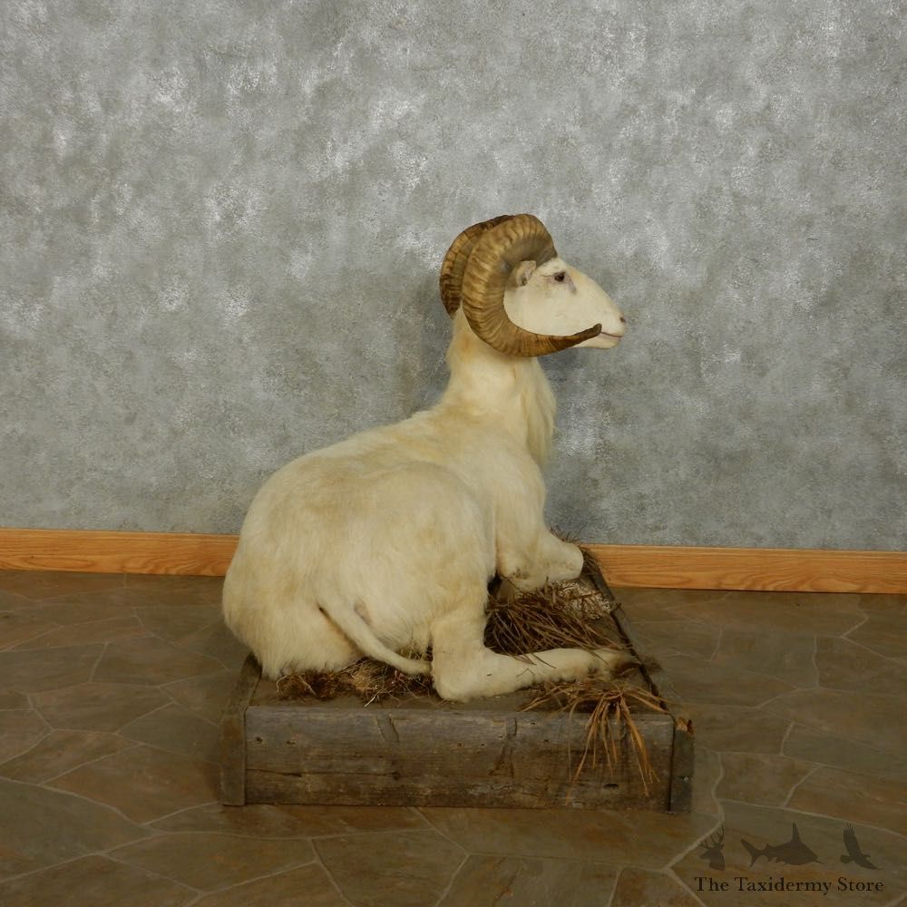 Texas Dall Sheep Life-Size Mount For Sale #15110 @ The Taxidermy Store