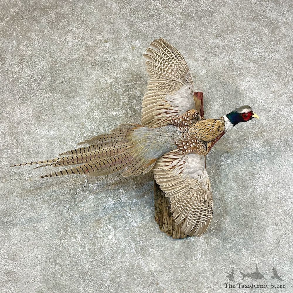 Ringneck Pheasant Bird Mount For Sale #25698 @ The Taxidermy Store