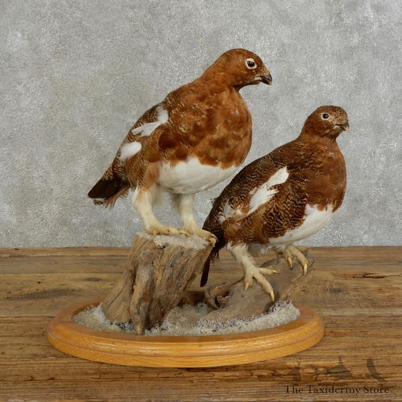 Rock Ptarmigan Bird Mount For Sale #17391 @ The Taxidermy Store