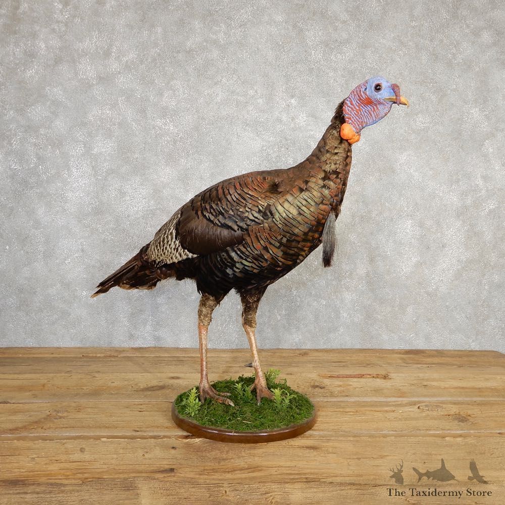 Eastern Turkey Bird Mount For Sale #20322 @ The Taxidermy Store