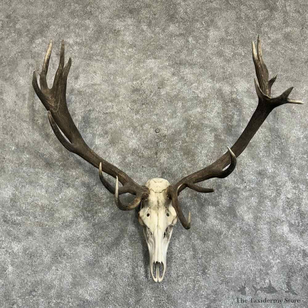 Red Deer Skull Antler European Mount For Sale #31405 @ The Taxidermy Store
