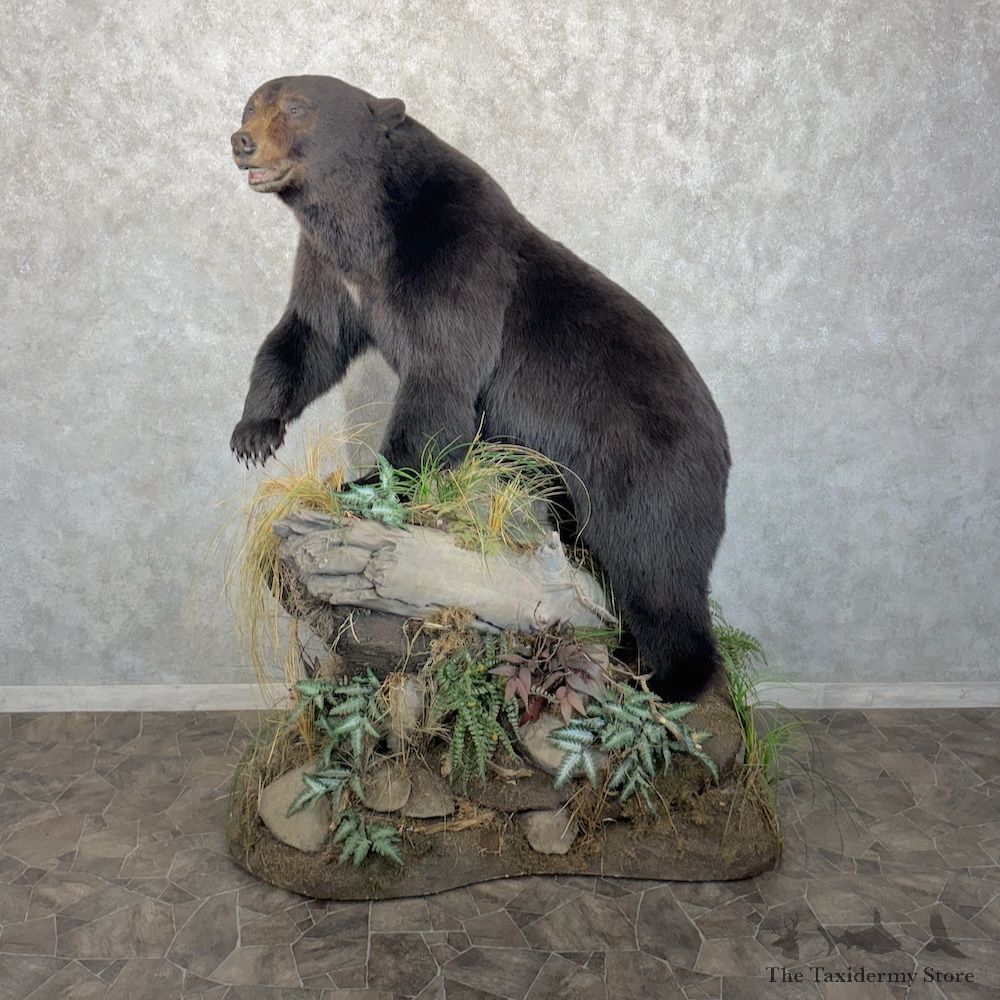 Black Bear Life-Size Mount For Sale #29957 @ The Taxidermy Store