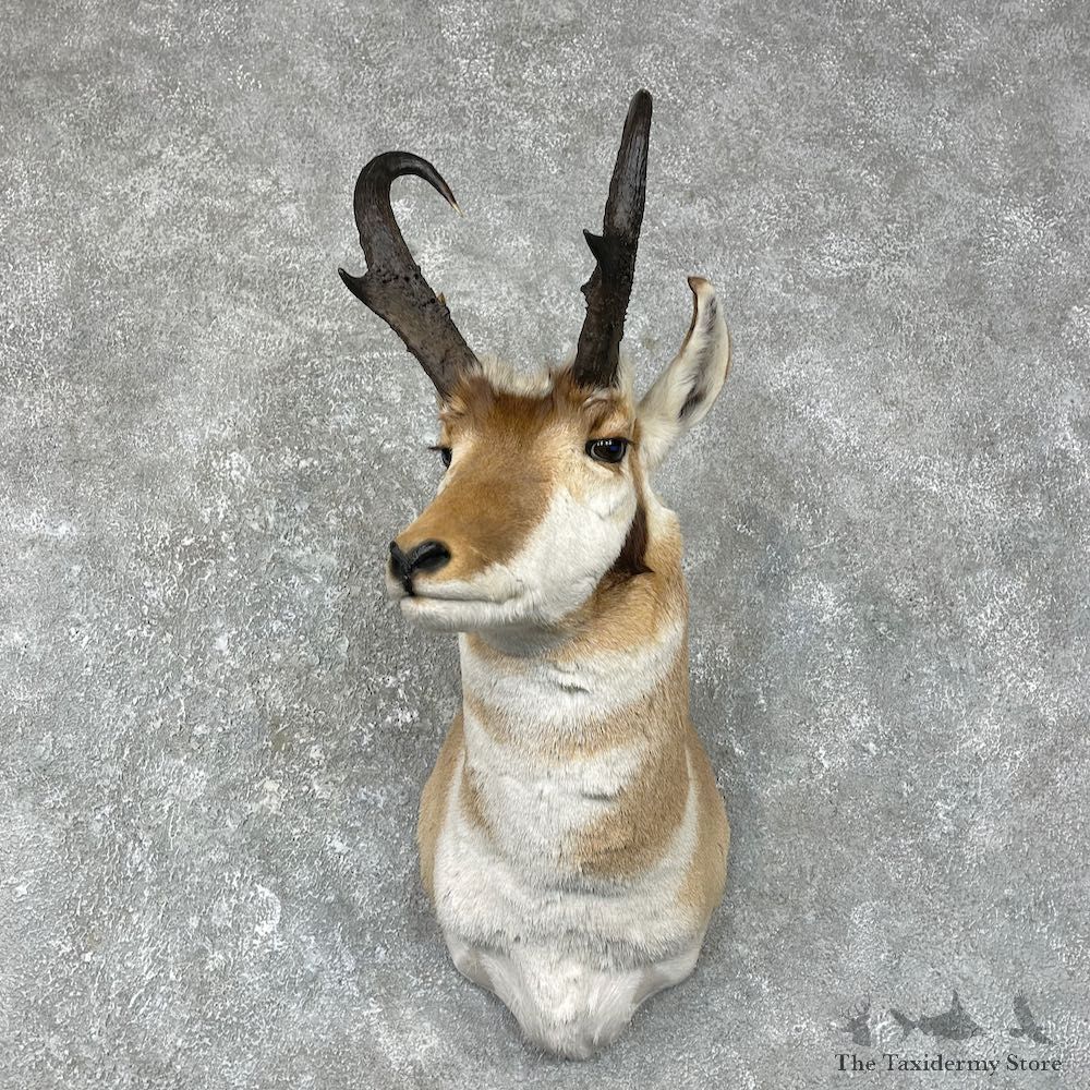 Pronghorn Antelope Shoulder Mount For Sale #25291 @ The Taxidermy-Store
