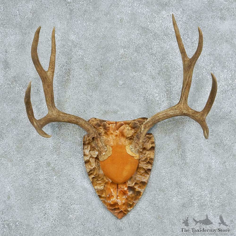 Mule Deer Antler Plaque Mount #13781 For Sale @ The Taxidermy Store