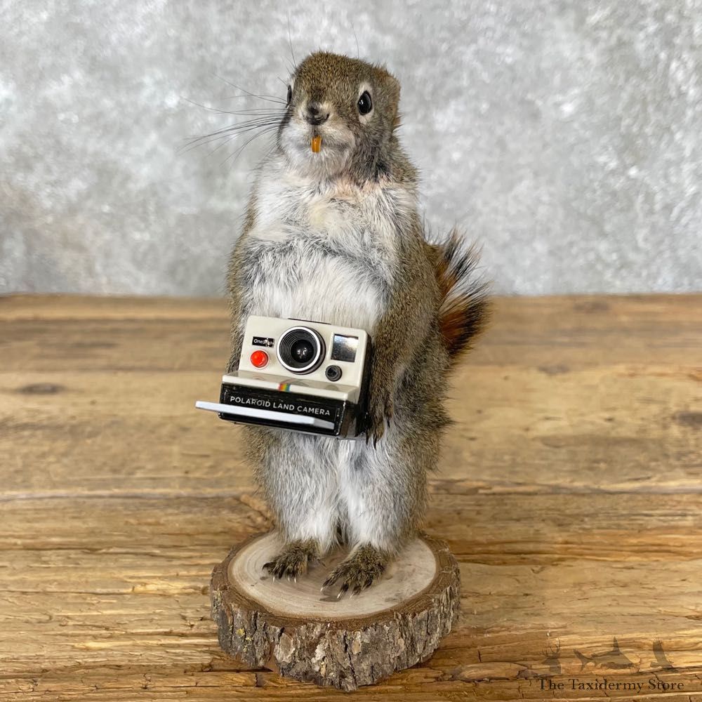 Polaroid Squirrel Novelty Mount For Sale #25044 @ The Taxidermy Store