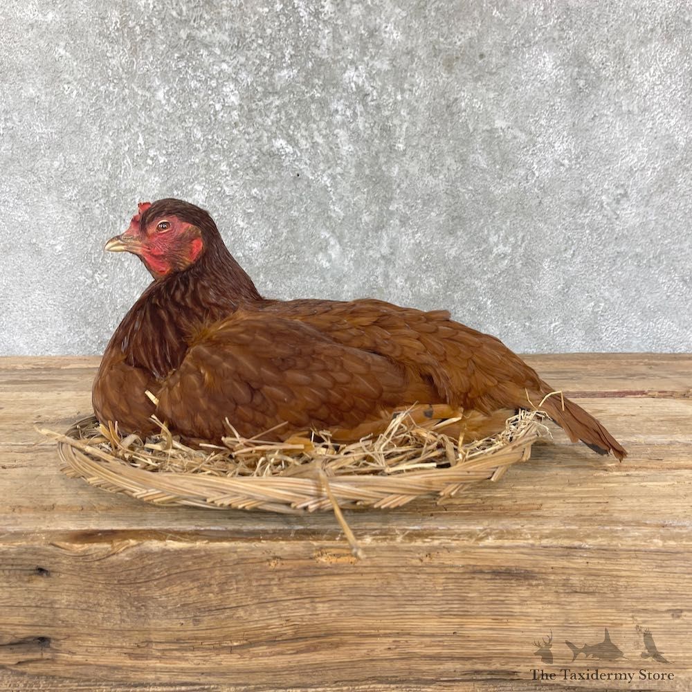 Rhode Island Red Hen Mount For Sale #26344 @ The Taxidermy Store
