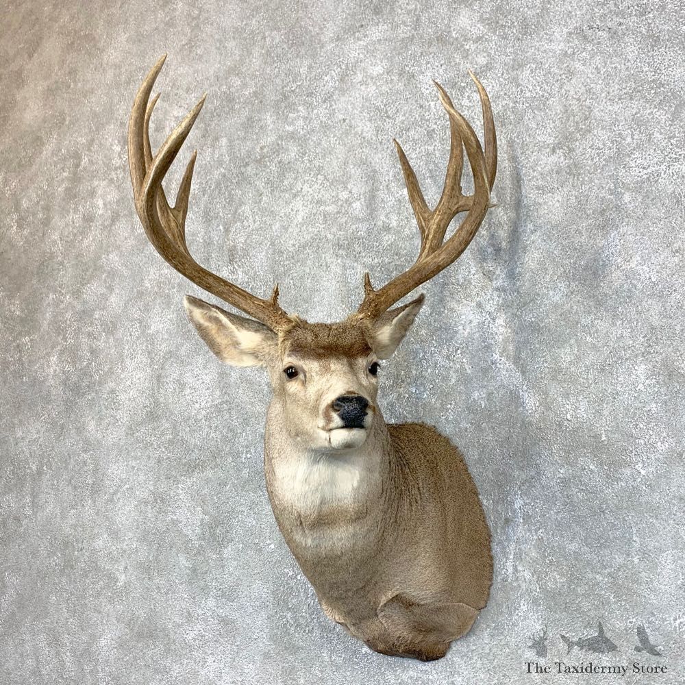 Mule Deer Shoulder Mount For Sale #23856 @ The Taxidermy Store
