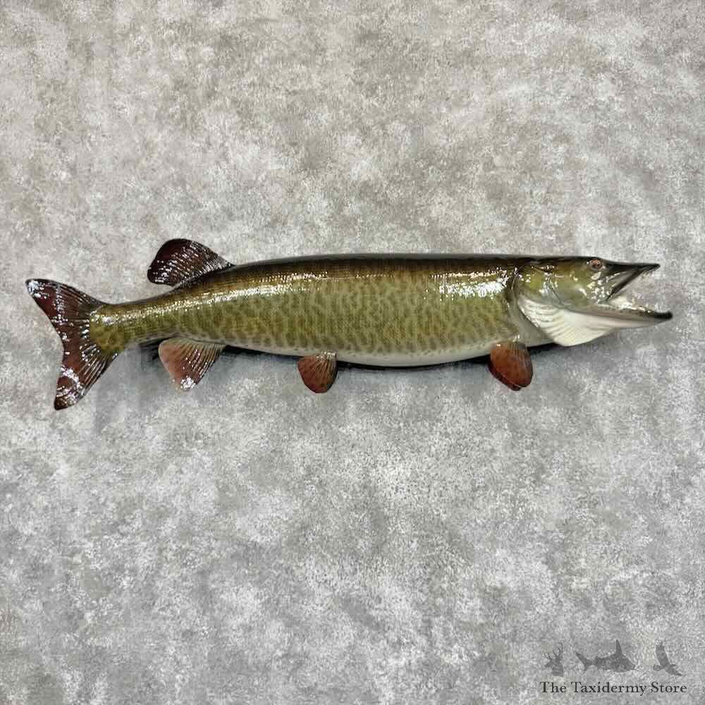 Muskellunge Fish Mount For Sale #30992 @ The Taxidermy Store
