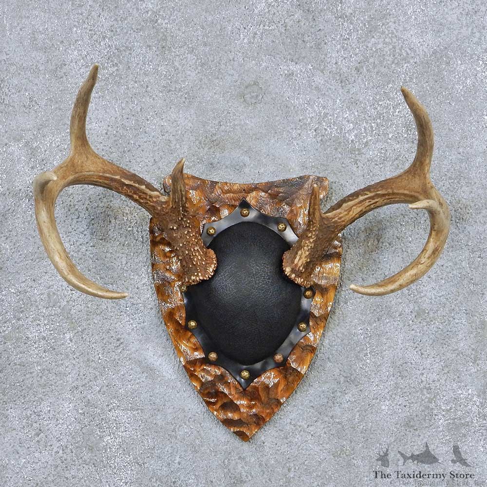 Whitetail Deer Antler Plaque Taxidermy Mount #13848 For Sale @ The Taxidermy Store