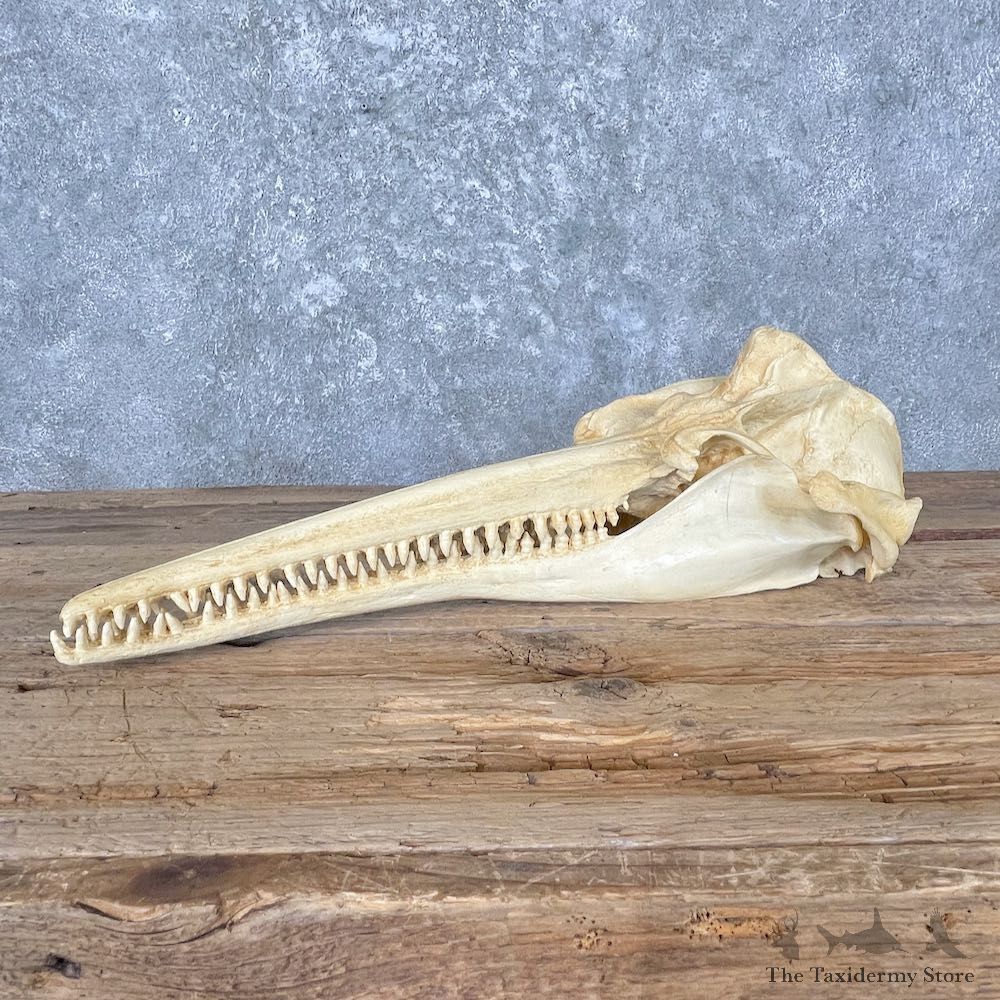 Reproduction Amazon River Dolphin Skull For Sale #27005 @ The Taxidermy Store