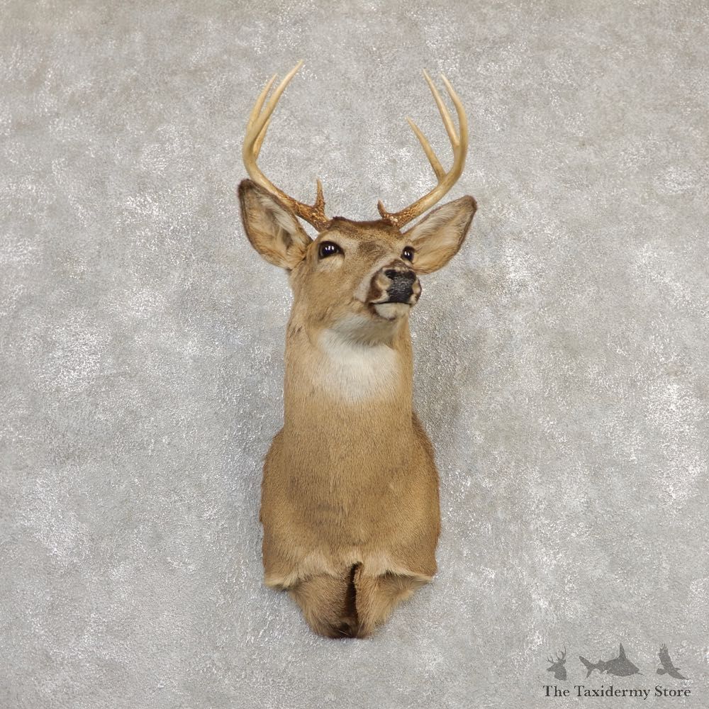 Whitetail Deer Shoulder Mount #20262 For Sale - The Taxidermy Store
