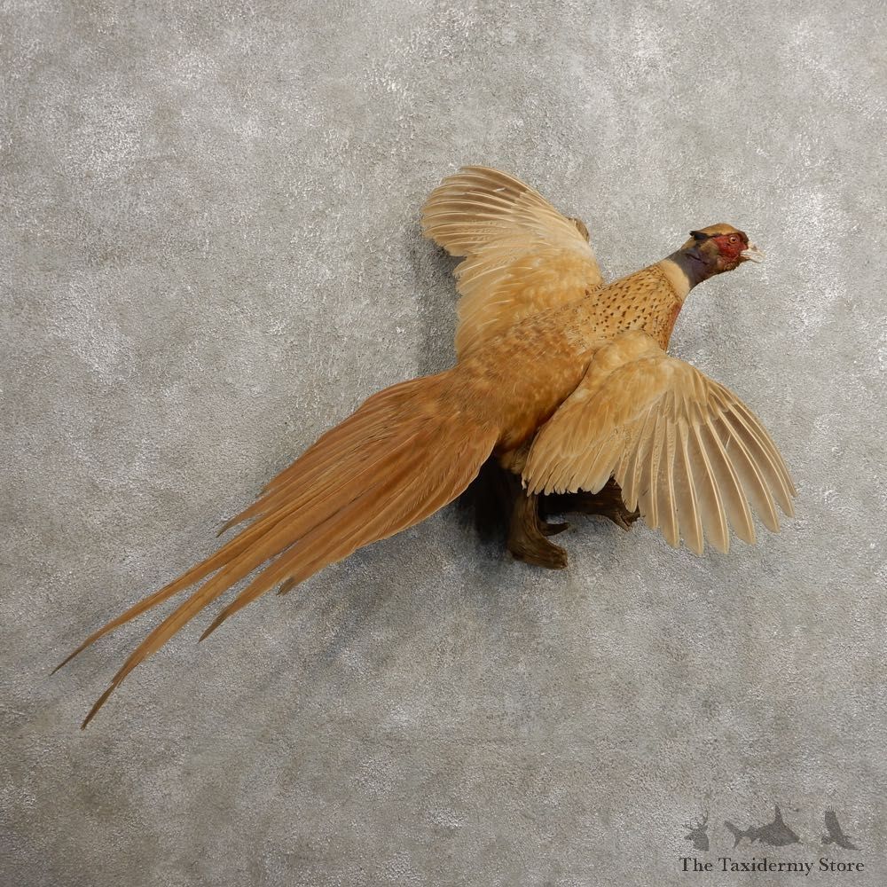 Copper Buff Ringneck Pheasant Bird Mount For Sale #20486 @ The Taxidermy Store