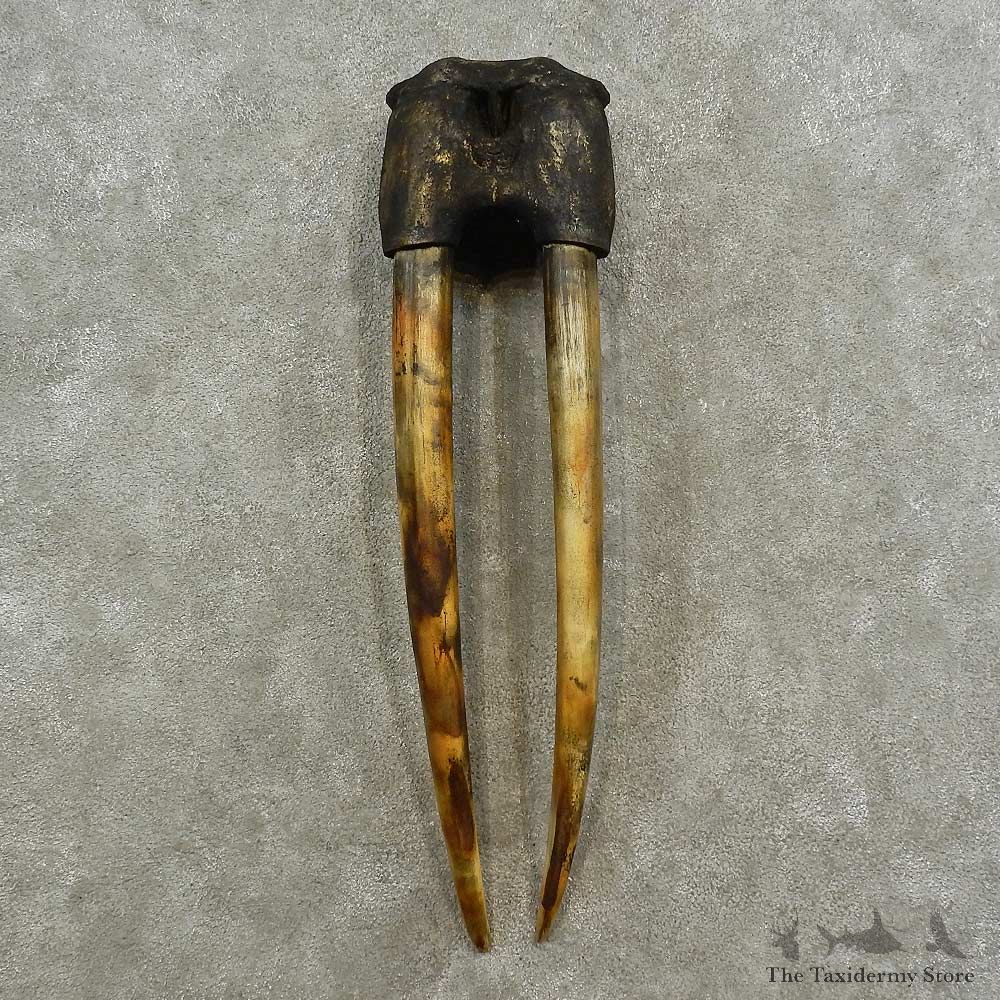 Walrus Replica Skull & Tusks Mount For Sale #16948 @ The Taxidermy Store