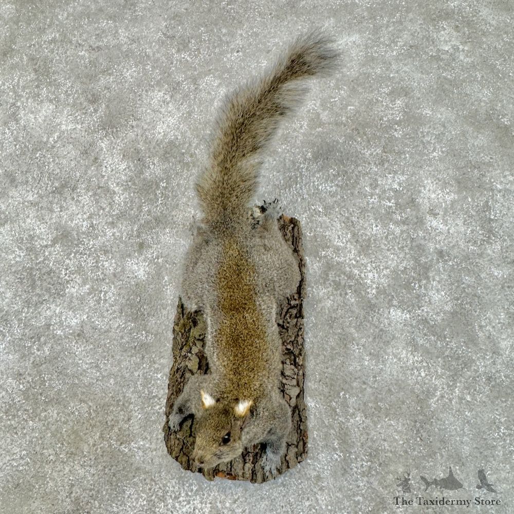 Grey Squirrel Life-Size Mount For Sale #29684 @ The Taxidermy Store