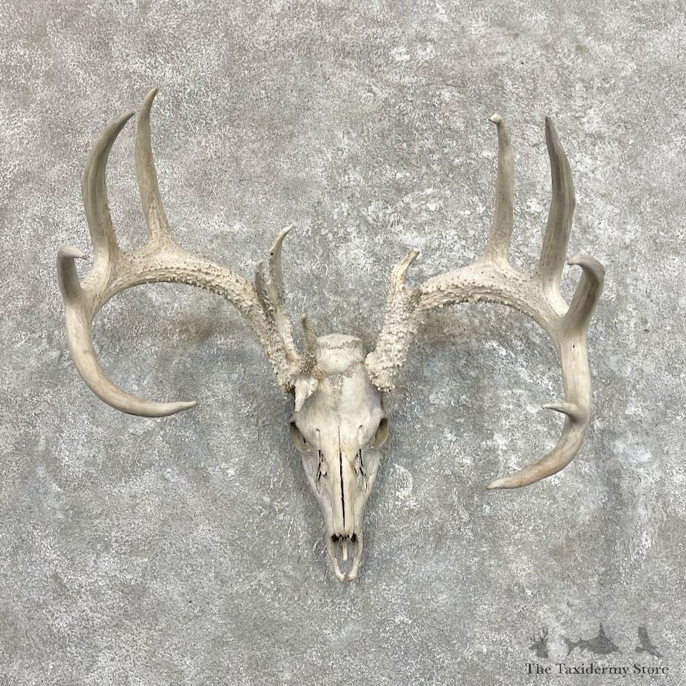 Whitetail Deer Skull European Mount For Sale #27487 @ The Taxidermy Store