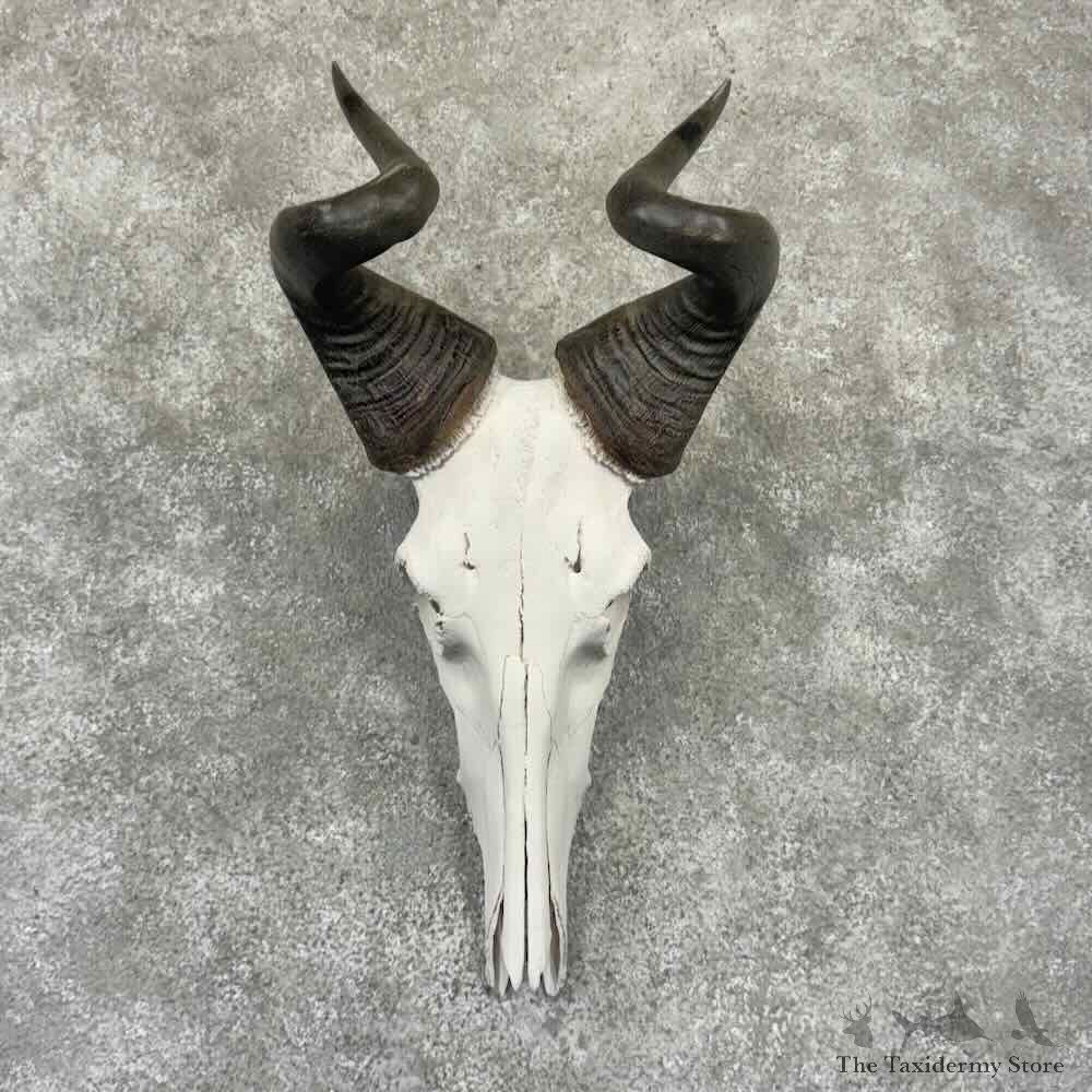 Lichtenstein Hartebeest Skull European Mount For Sale #32330 @ The Taxidermy Store