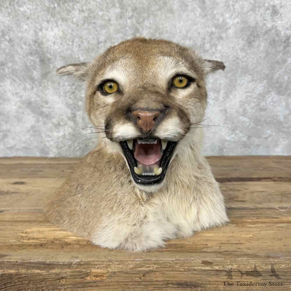 Mountain Lion Cougar Pedestal Mount For Sale #31599 @ The Taxidermy Store