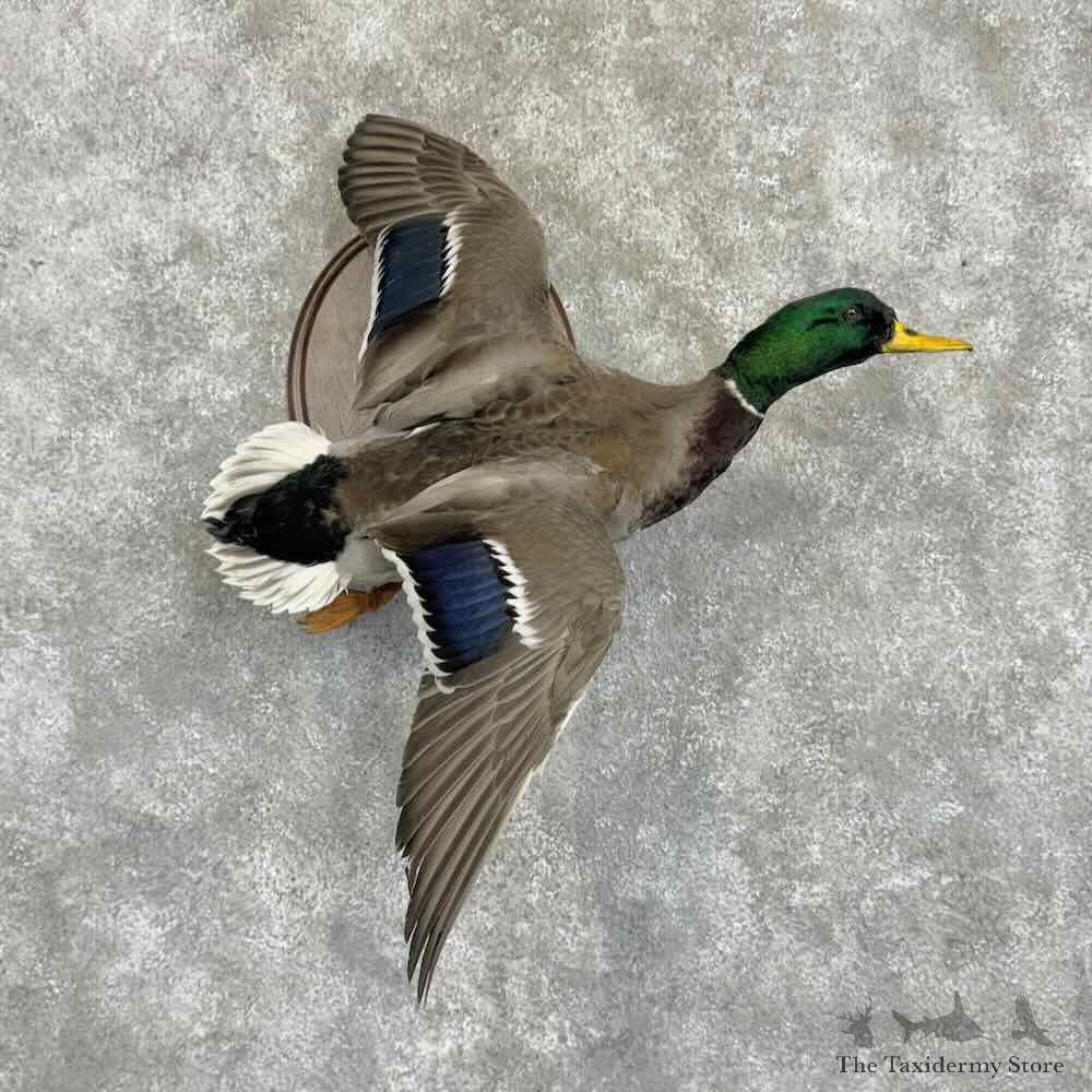 Mallard Duck Drake Bird Mount For Sale #31047 @ The Taxidermy Store