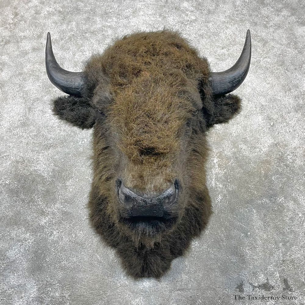 Reproduction Bison Shoulder Mount #24412 For Sale - The Taxidermy Store