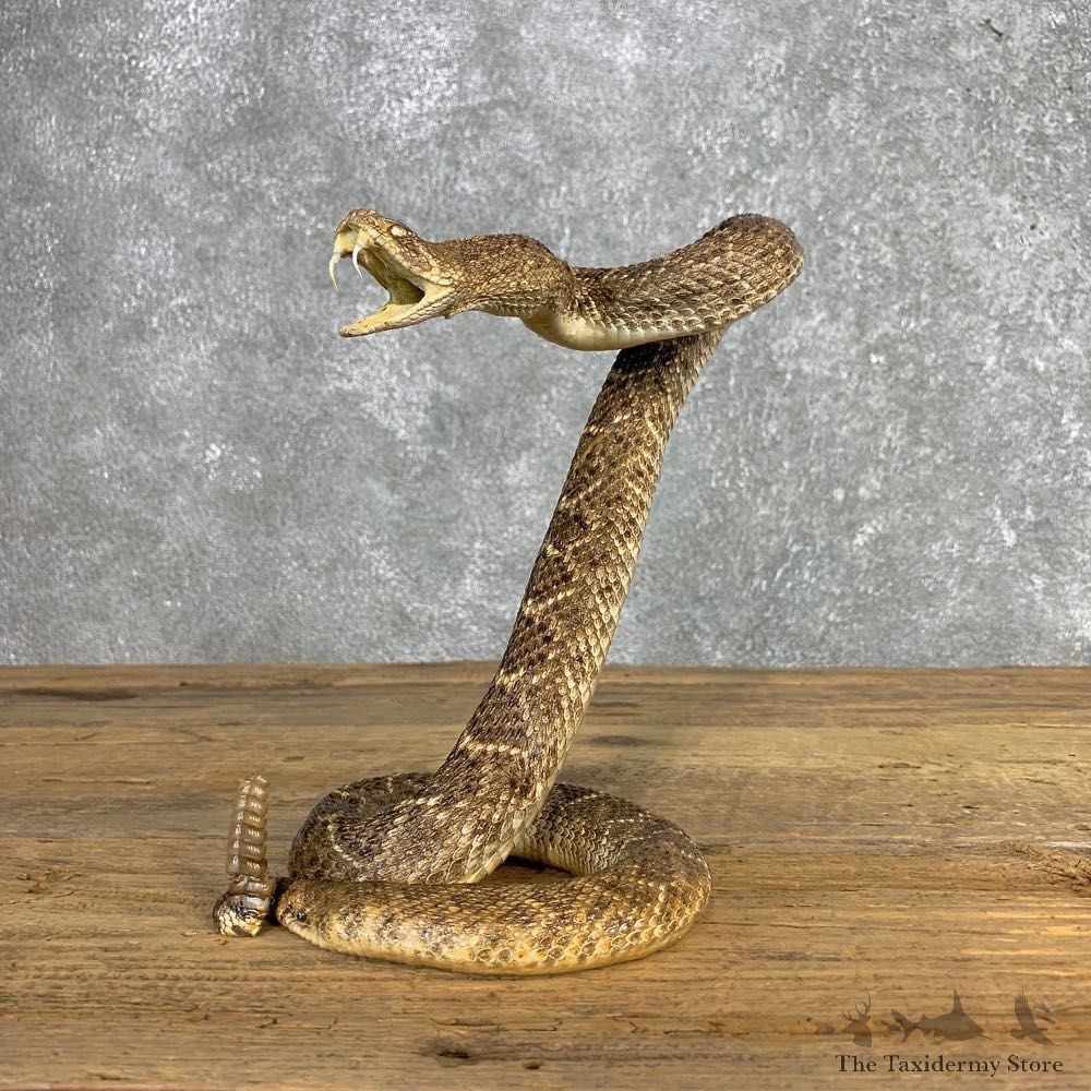 Western Diamondback Rattlesnake Mount For Sale #21251 @ The Taxidermy Store