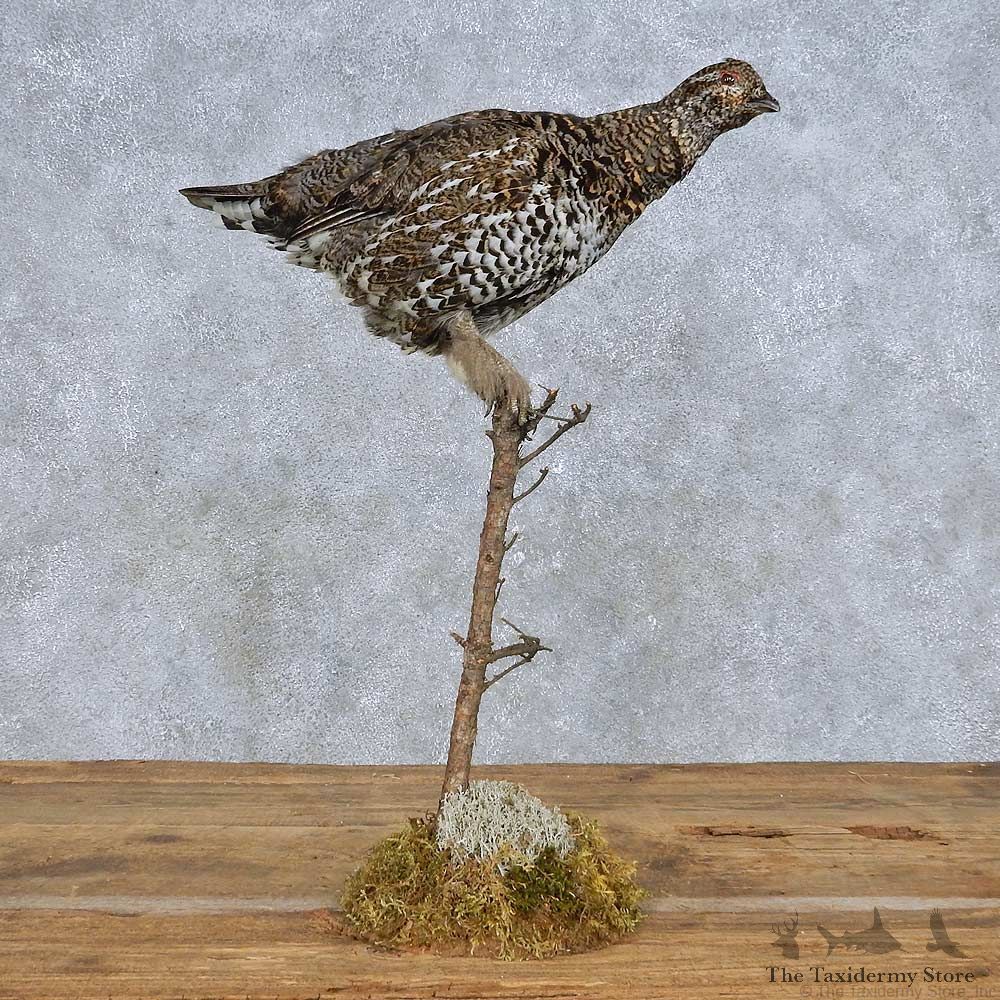 Spruce Grouse Hen Mount For Sale #14697 @ The Taxidermy Store