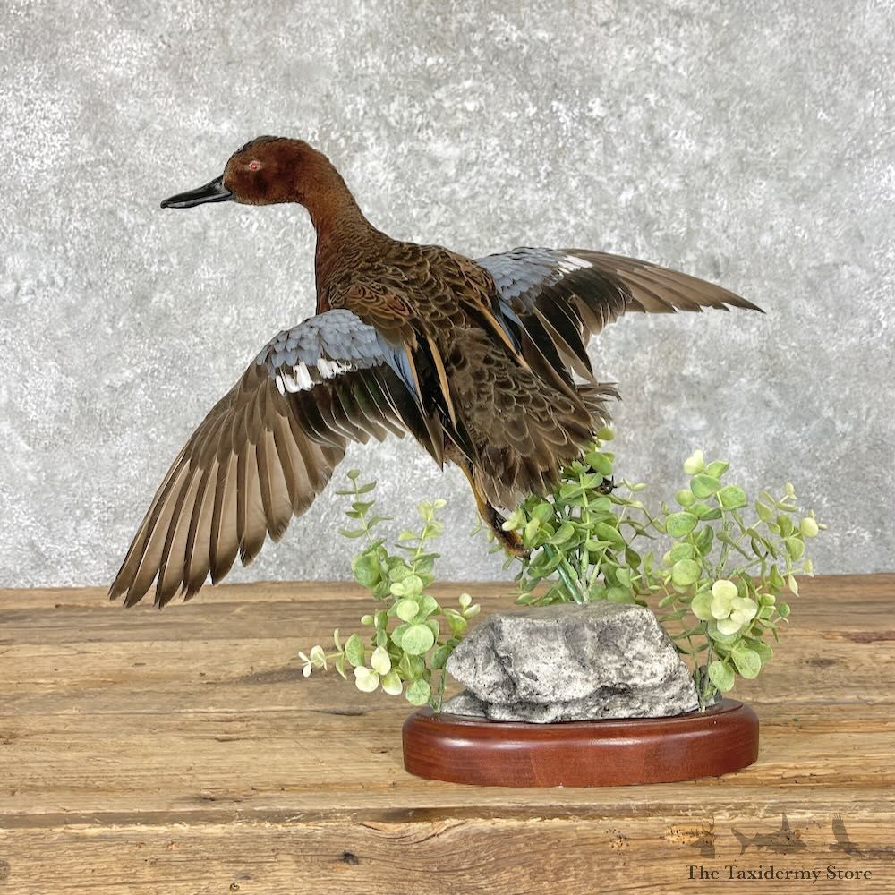 Cinnamon Teal Duck Mount For Sale #27588 @ The Taxidermy Store