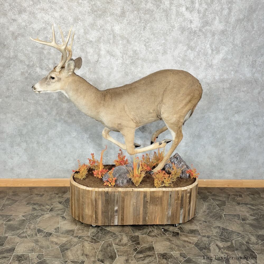 Whitetail Deer Life-Size Mount For Sale #28853 @ The Taxidermy Store