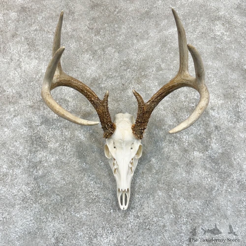 Whitetail Deer Skull European Mount For Sale #29235 @ The Taxidermy Store