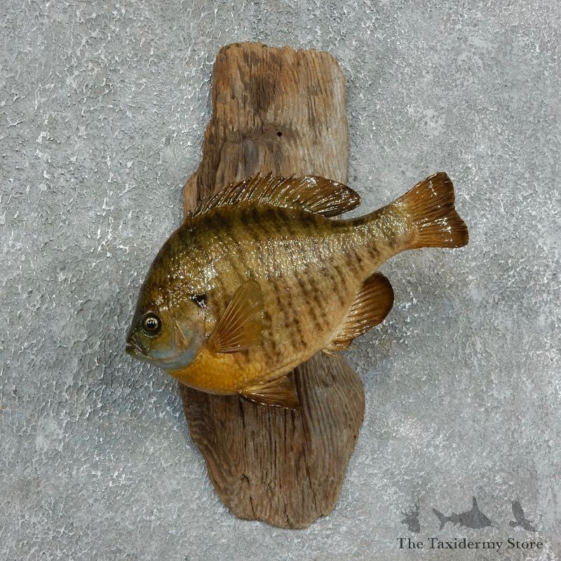 Bluegill Taxidermy Fish Mount #17951 For Sale @ The Taxidermy Store