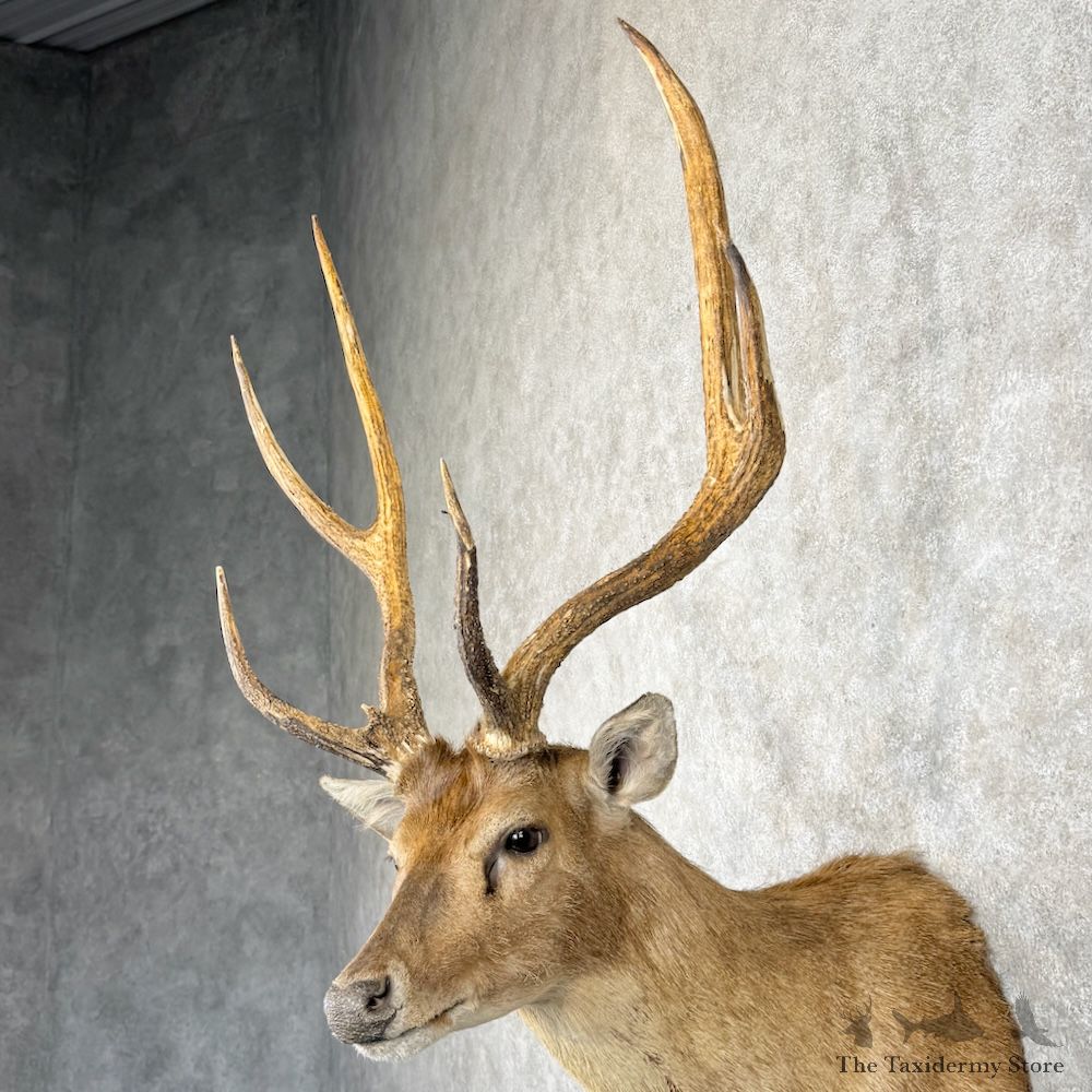 Rusa Deer Shoulder Mount For Sale #29862 @ The Taxidermy Store