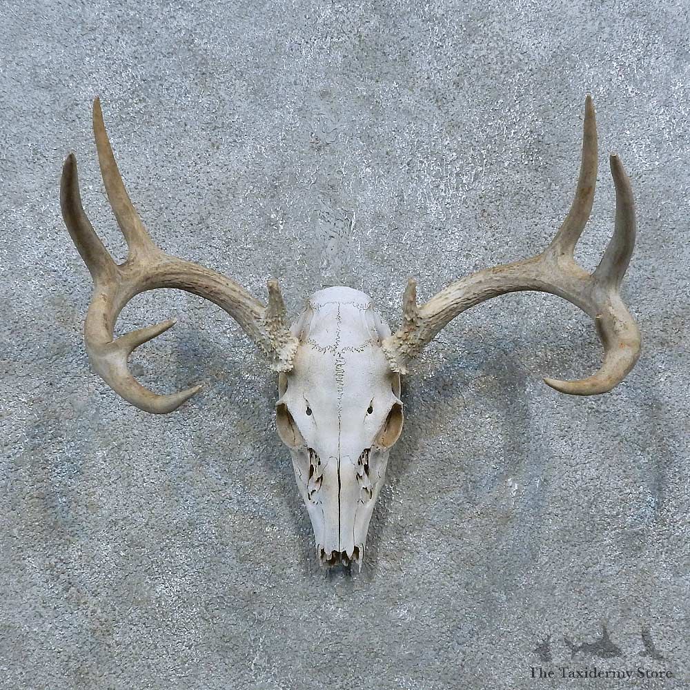 Whitetail Deer Skull Antler European Mount For Sale #15375 @ The Taxidermy Store
