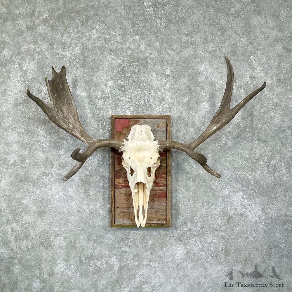 Moose Skull European Mount For Sale #25483 @ The Taxidermy Store