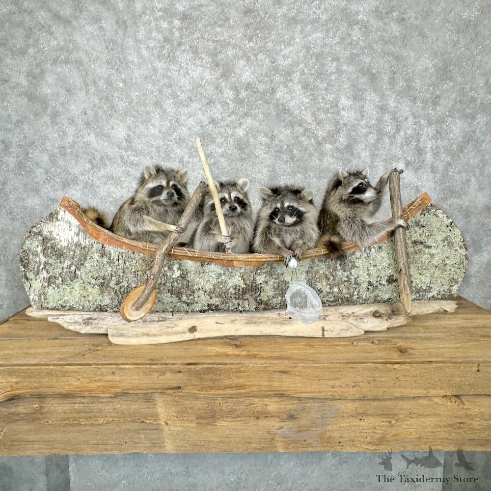 Canoeing Pals Raccoons Novelty Mount For Sale #29524 @ The Taxidermy Store