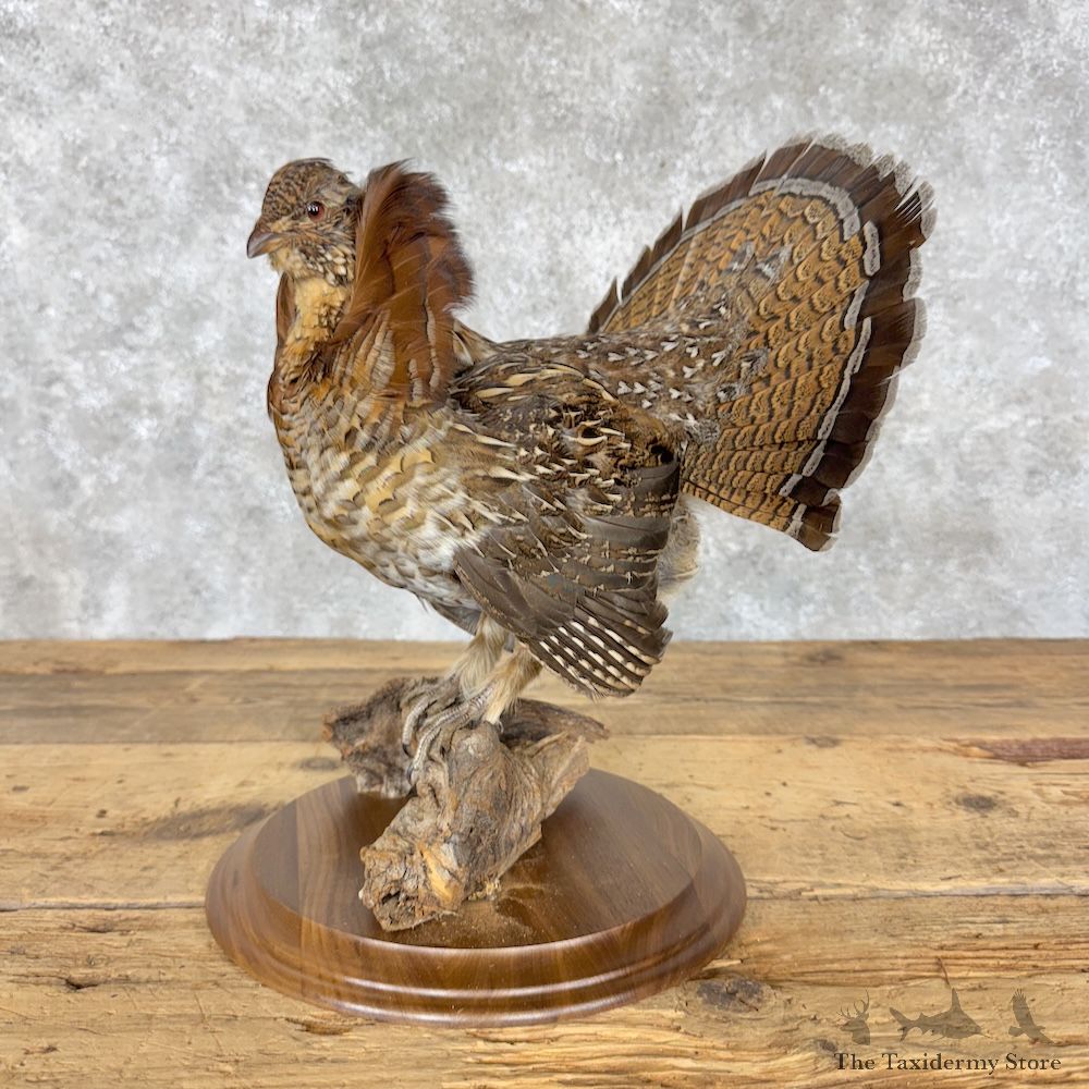 Ruffed Grouse Bird Mount For Sale #30181 @ The Taxidermy Store