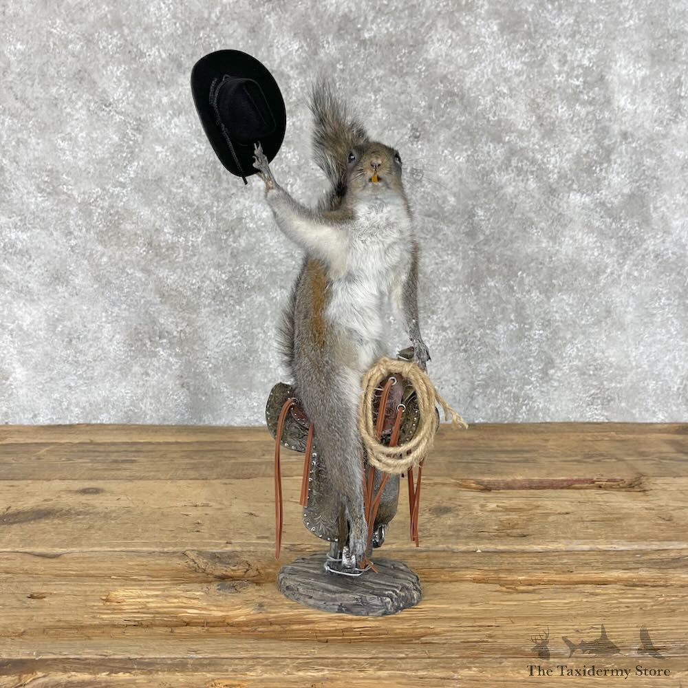 Novelty Grey Squirrel Mount For Sale #28360 @ The Taxidermy Store