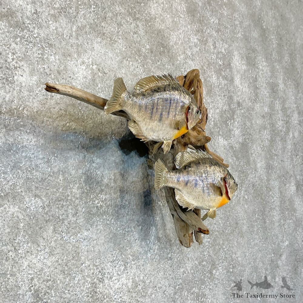Bluegill Pair Fish Mount For Sale #28312 @ The Taxidermy Store