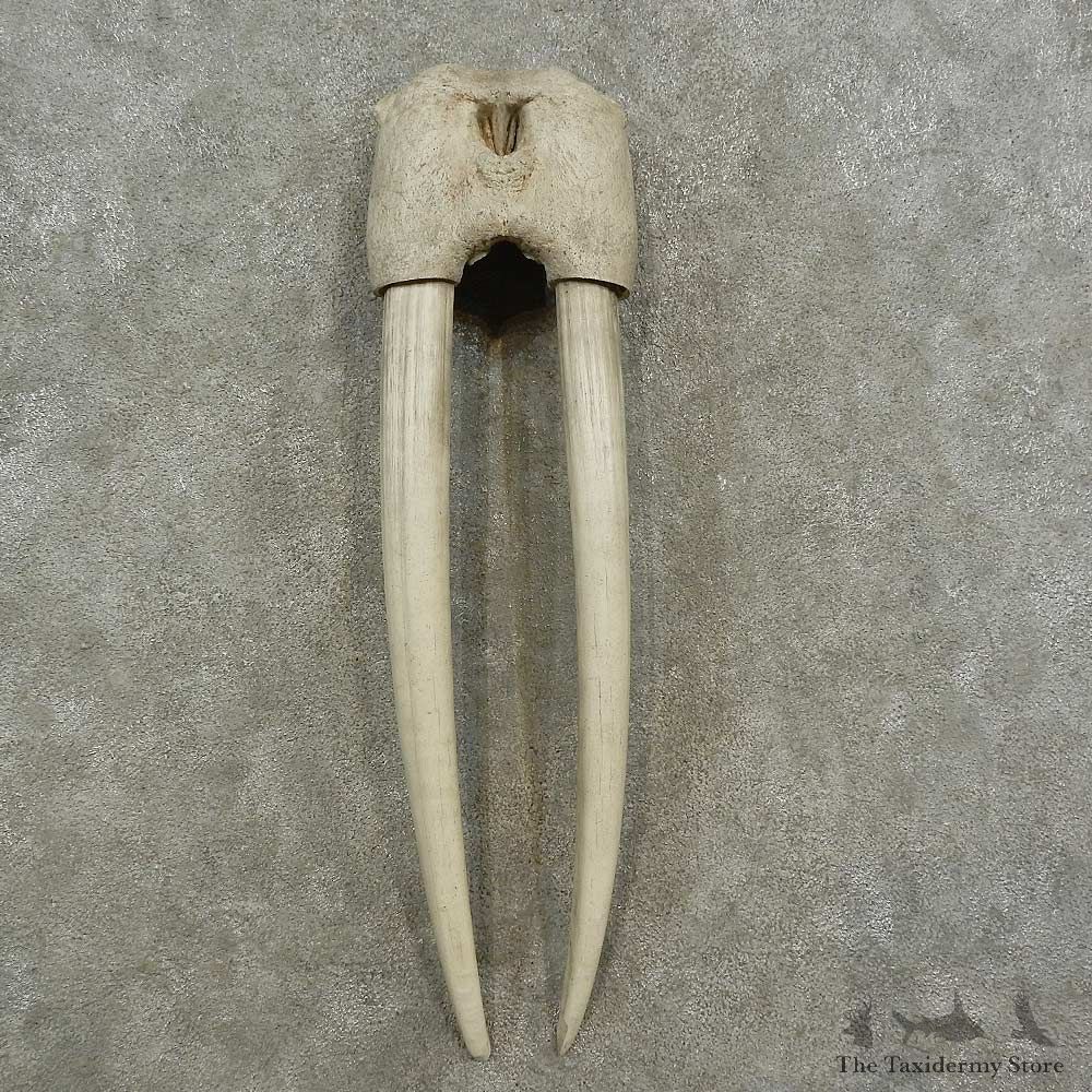 Walrus Replica Skull & Tusks Mount For Sale #16949 @ The Taxidermy Store