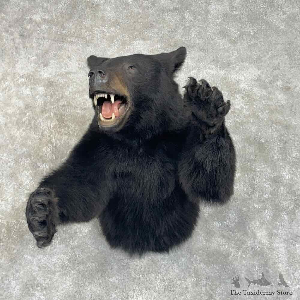 Black Bear Half-Life-Size Mount For Sale #30661 @ The Taxidermy Store