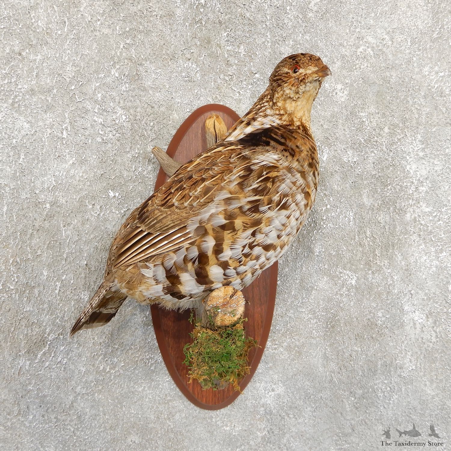 Ruffed Grouse Bird Mount For Sale #19726 @ The Taxidermy Store