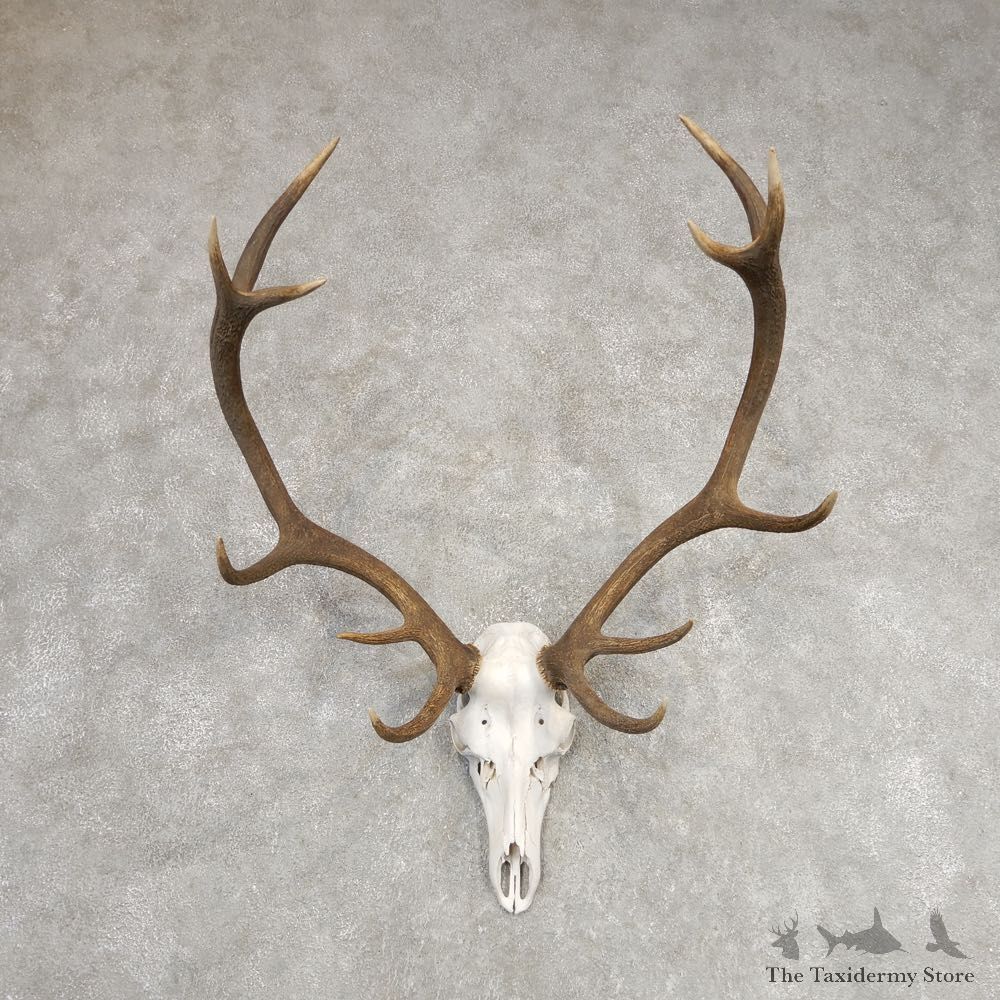 Red Deer Skull Antler European Mount For Sale #21289 @ The Taxidermy Store
