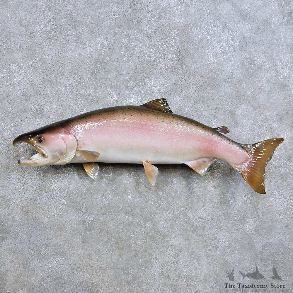 Spawning Coho Salmon Fish Mount For Sale #14455 @ The Taxidermy Store