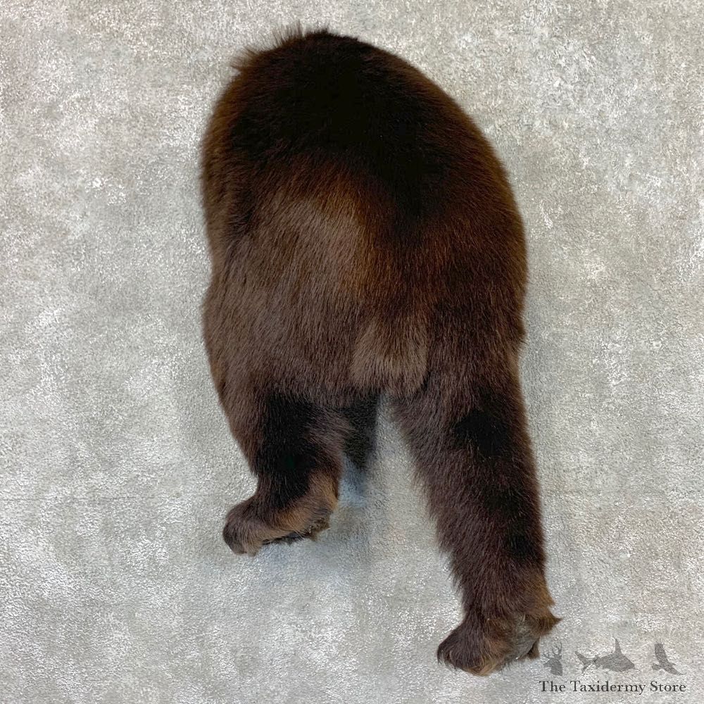 Black Bear Novelty Butt Mount For Sale #22569 @ The Taxidermy Store