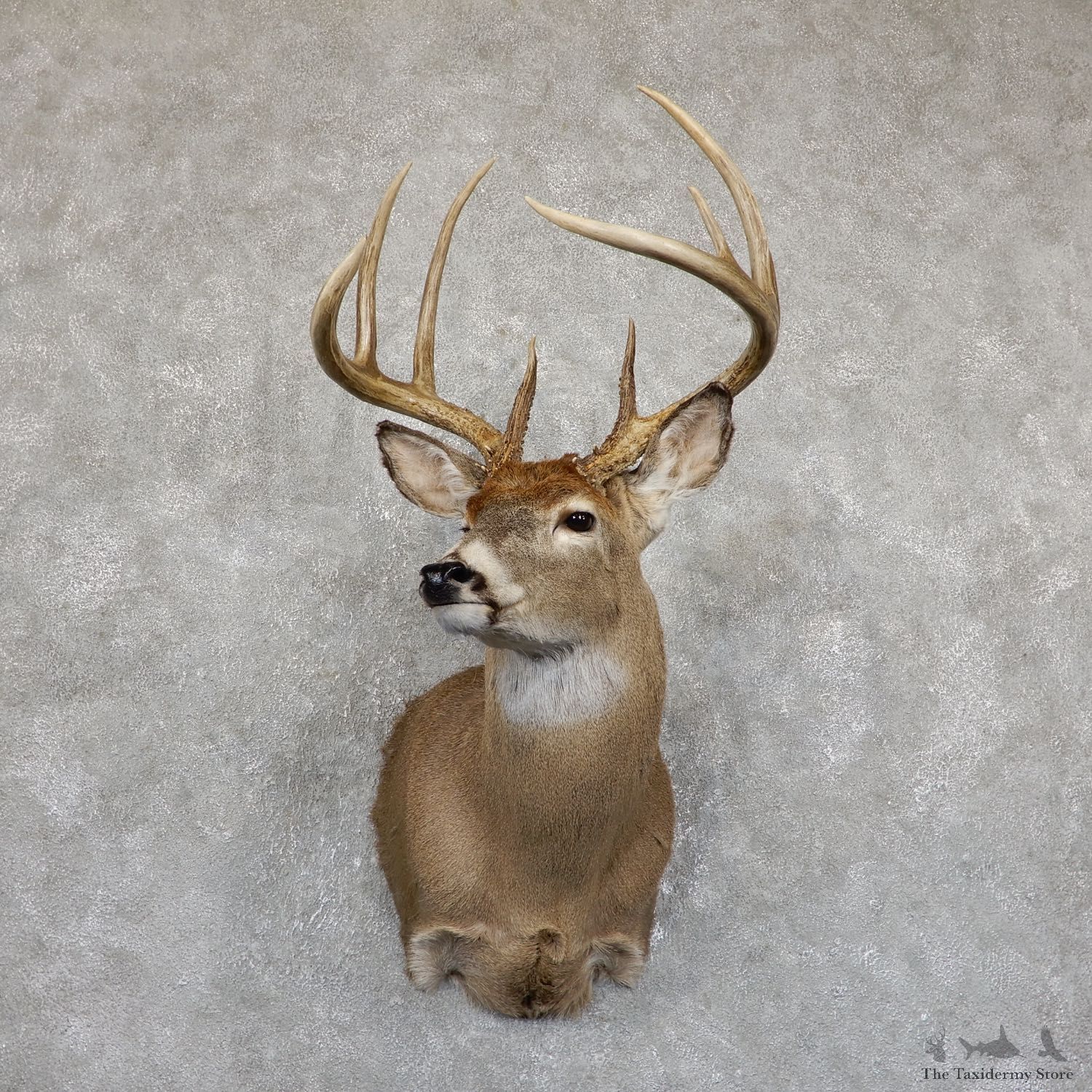 Whitetail Deer Shoulder Mount #19535 For Sale - The Taxidermy Store