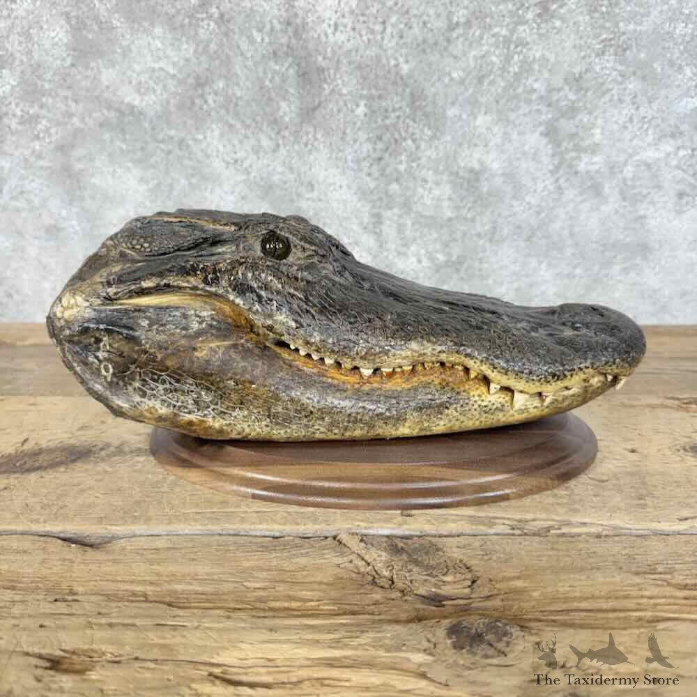Alligator Head Mount For Sale #31430 @ The Taxidermy Store