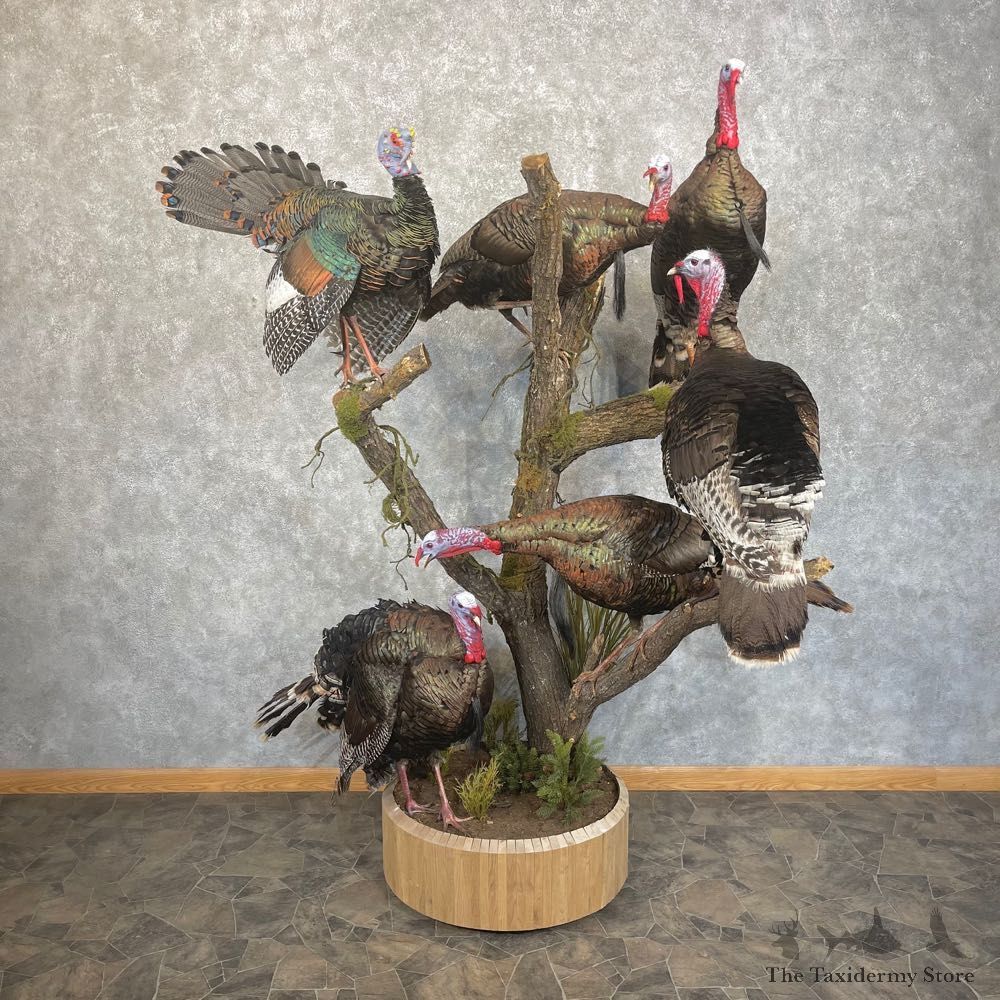 Turkey World Slam Display For Sale #24853 @ The Taxidermy Store